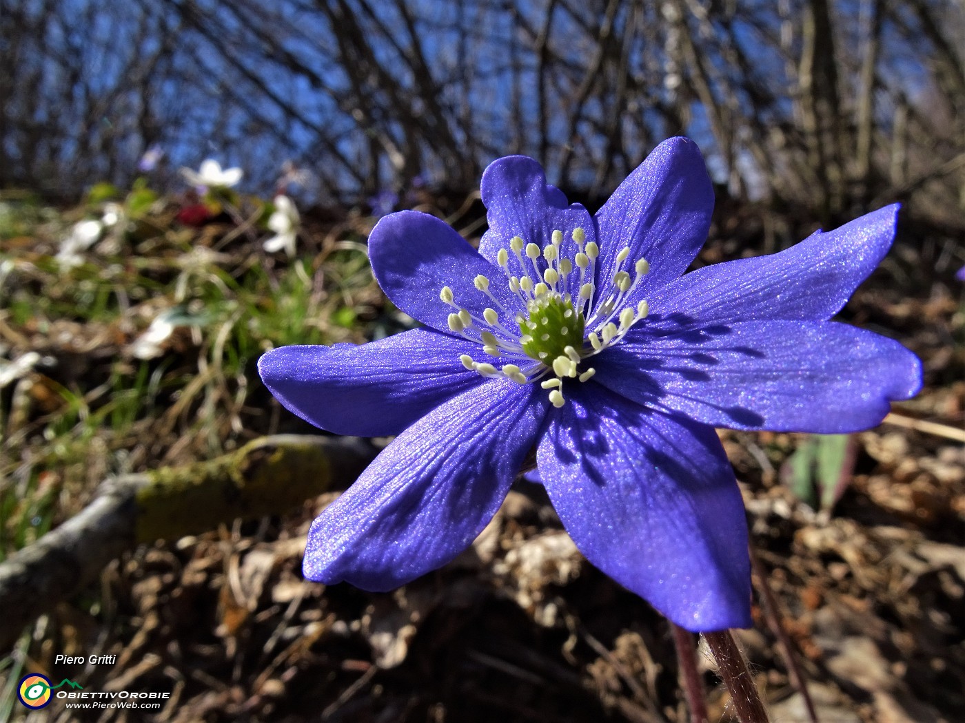 62 Hepatica nobilis (Erba trinita).JPG